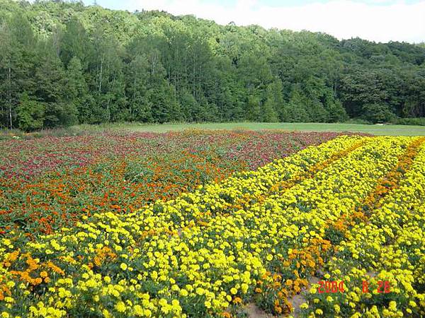 2004. 08. 26 富良野