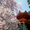 Cherry Blossoms, Ninnaji Temple, Kyoto, Japan.jpg