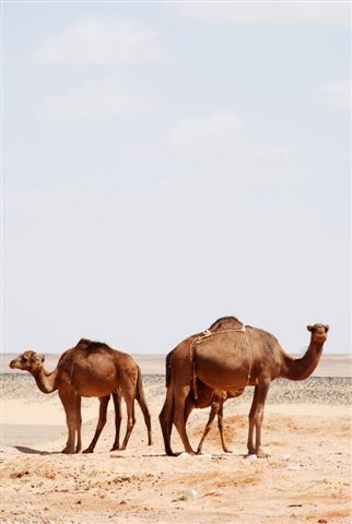 公路旁的野駱駝