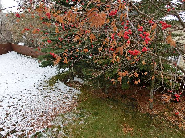 豔紅雪白