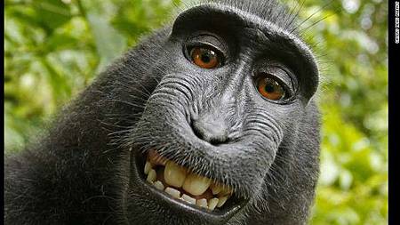 140808122043-01-selfie-monkey-0808-exlarge-169