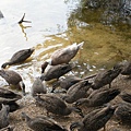 公園餵鳥