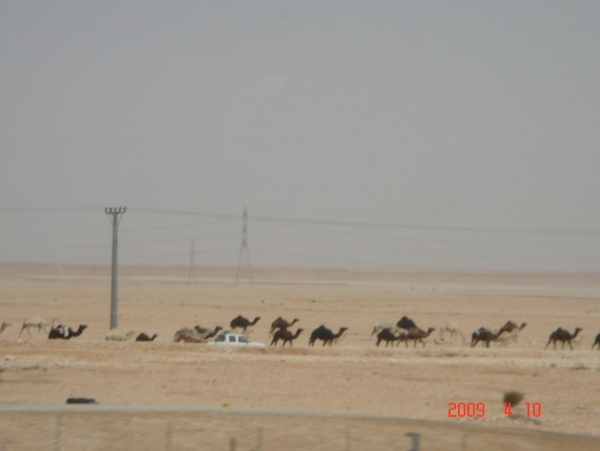02沙漠公路旁的駱駝群.JPG