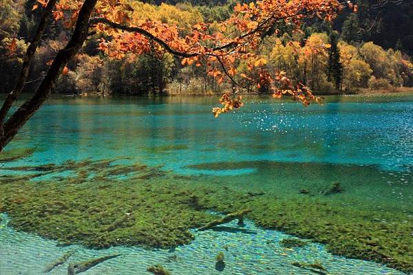 中國 九寨溝 五花海