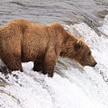 阿拉斯加 棕熊