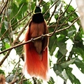 新幾內亞 瑞吉亞納天堂鳥