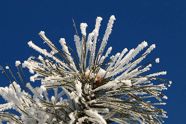 中國 吉林 松花江畔 霧淞