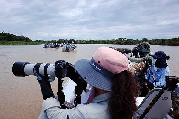 巴西 潘塔納爾濕地 河流拍攝美洲豹