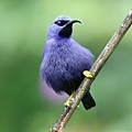 紫旋蜜雀 (雄)