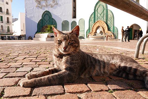 摩洛哥的貓