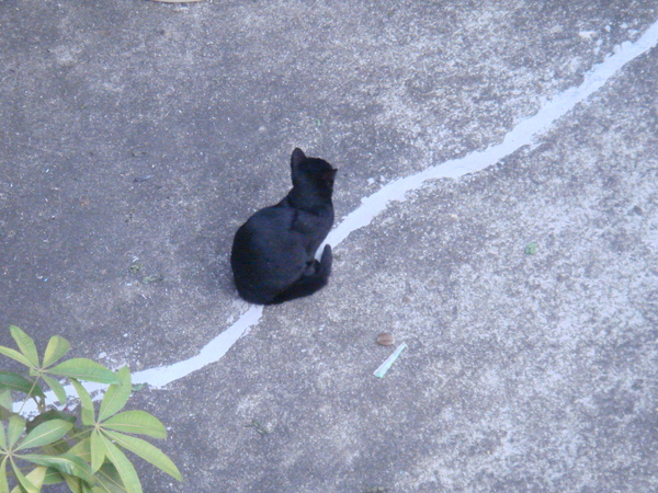 一隻小黑貓叫小黑