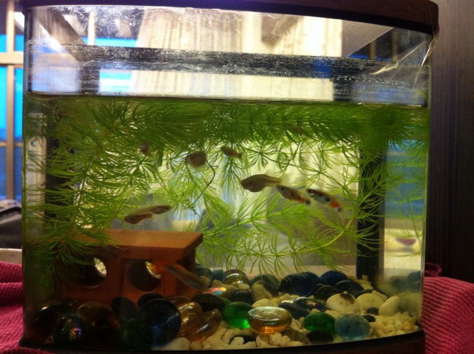 魚-2 魚-2