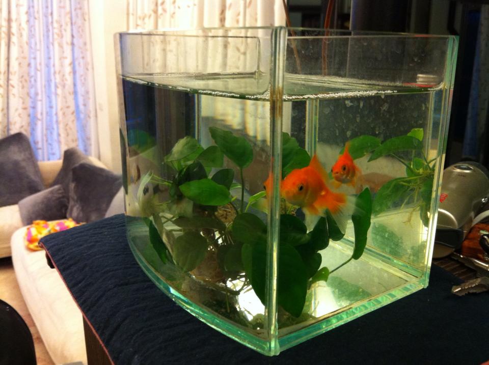 魚-3 魚-3