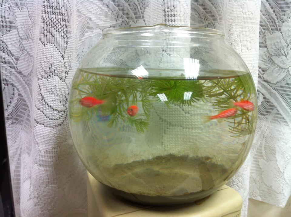 魚-1 魚-1