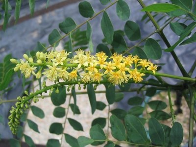 孔雀樹的花 孔雀樹的花