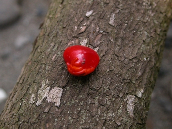 孔雀豆＝紅豆＝相思豆