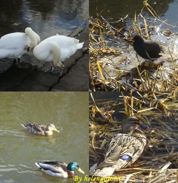 20100313 Edinburgh -Glasgow Canal 08.jpg