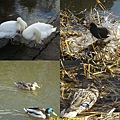 20100313 Edinburgh -Glasgow Canal 08.jpg