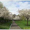 20100428 產檢- 櫻花 in Pilrig park.jpg