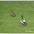 20100409 princes street garden 4.jpg