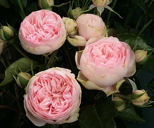 garden rose.jpg garden rose.jpg