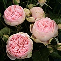 garden rose.jpg