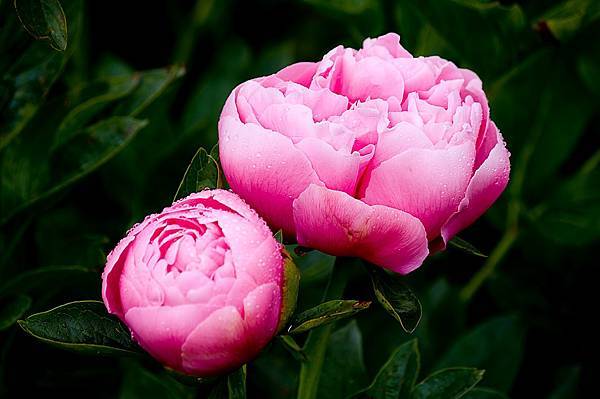 peony.jpg peony.jpg