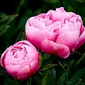 peony.jpg