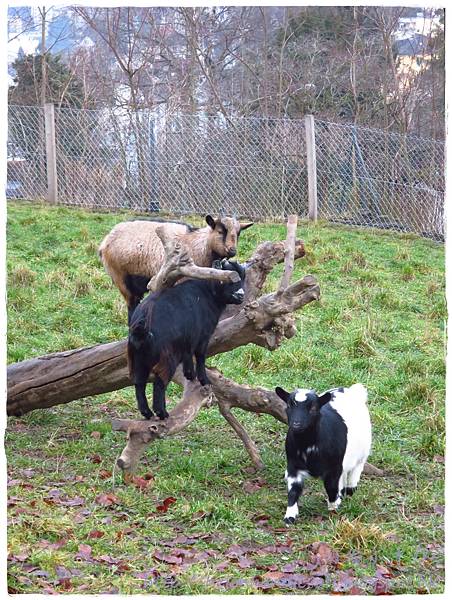 IMG_1169.JPG IMG_1169.JPG