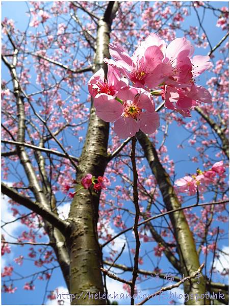 陽明山櫻花 陽明山櫻花