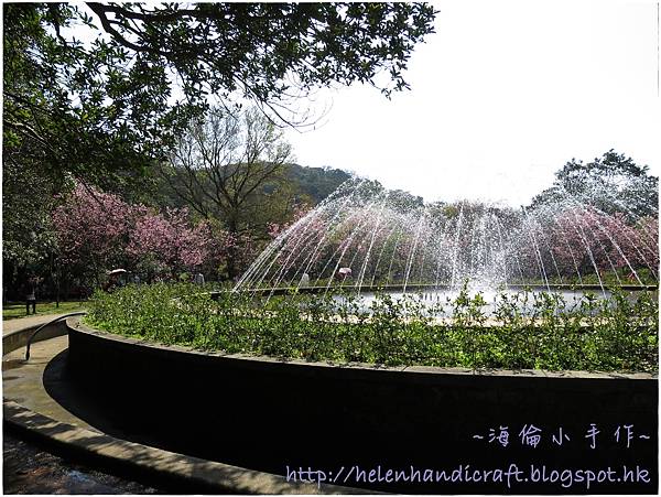 陽明山櫻花 陽明山櫻花