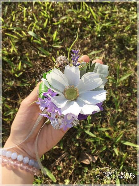 活潑波斯菊兄弟襟花 活潑波斯菊兄弟襟花