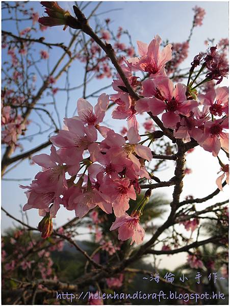 IMG_6799.JPG IMG_6799.JPG