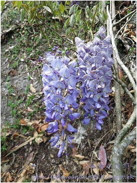 杉林溪紫藤 杉林溪紫藤