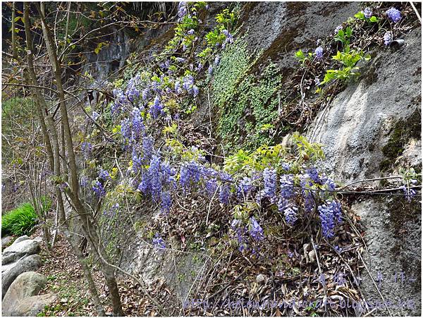 杉林溪紫藤 杉林溪紫藤