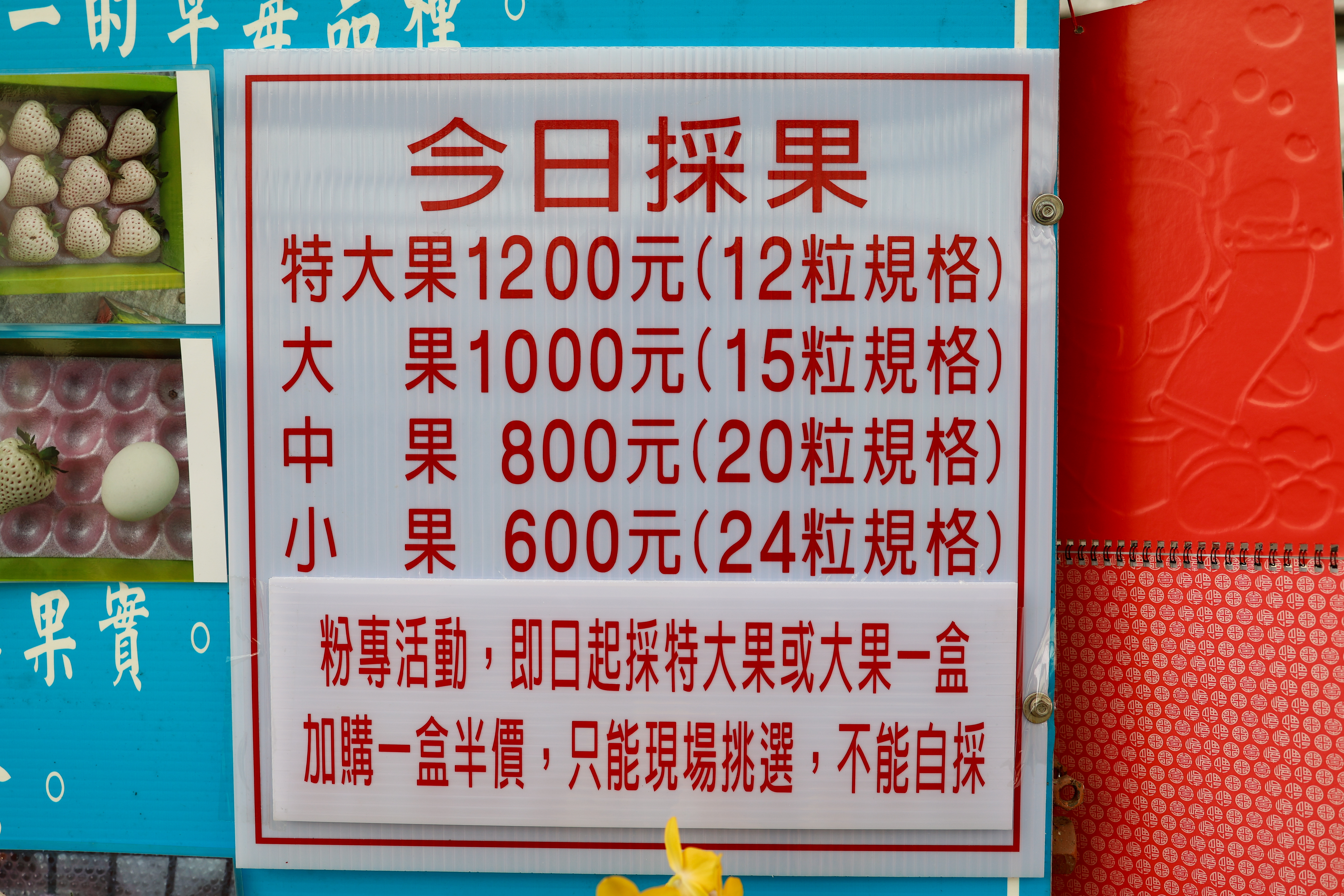 【宜蘭景點】雨天備案，羅東室內採草莓『玩莓主意白草莓主題園』