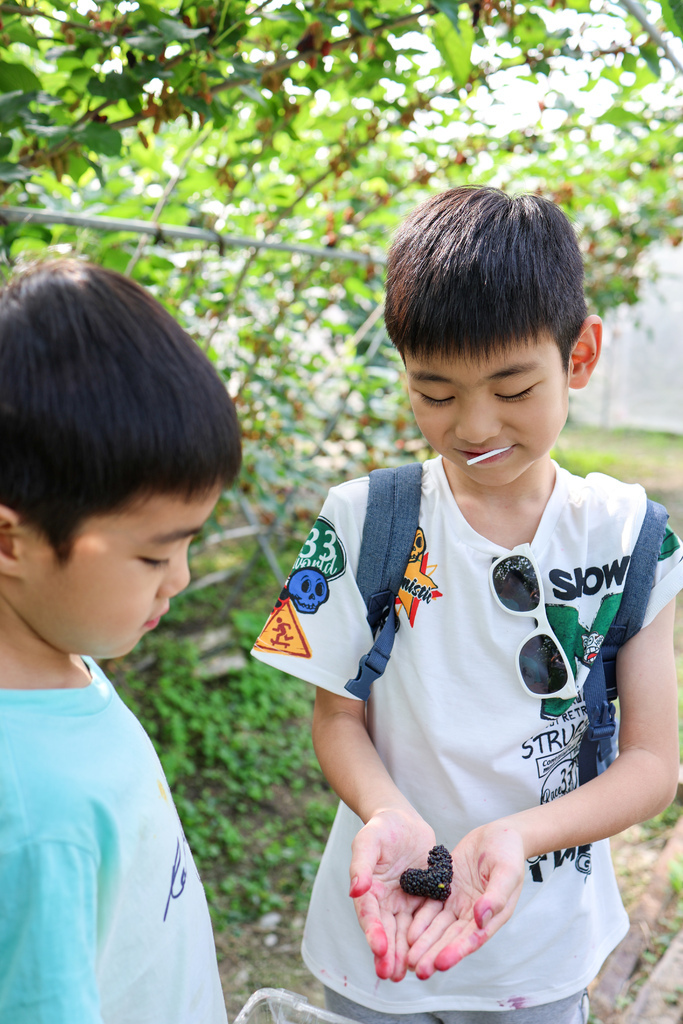 【宜蘭景點】一年一次！親子景點，宜蘭採桑葚『草地果園』