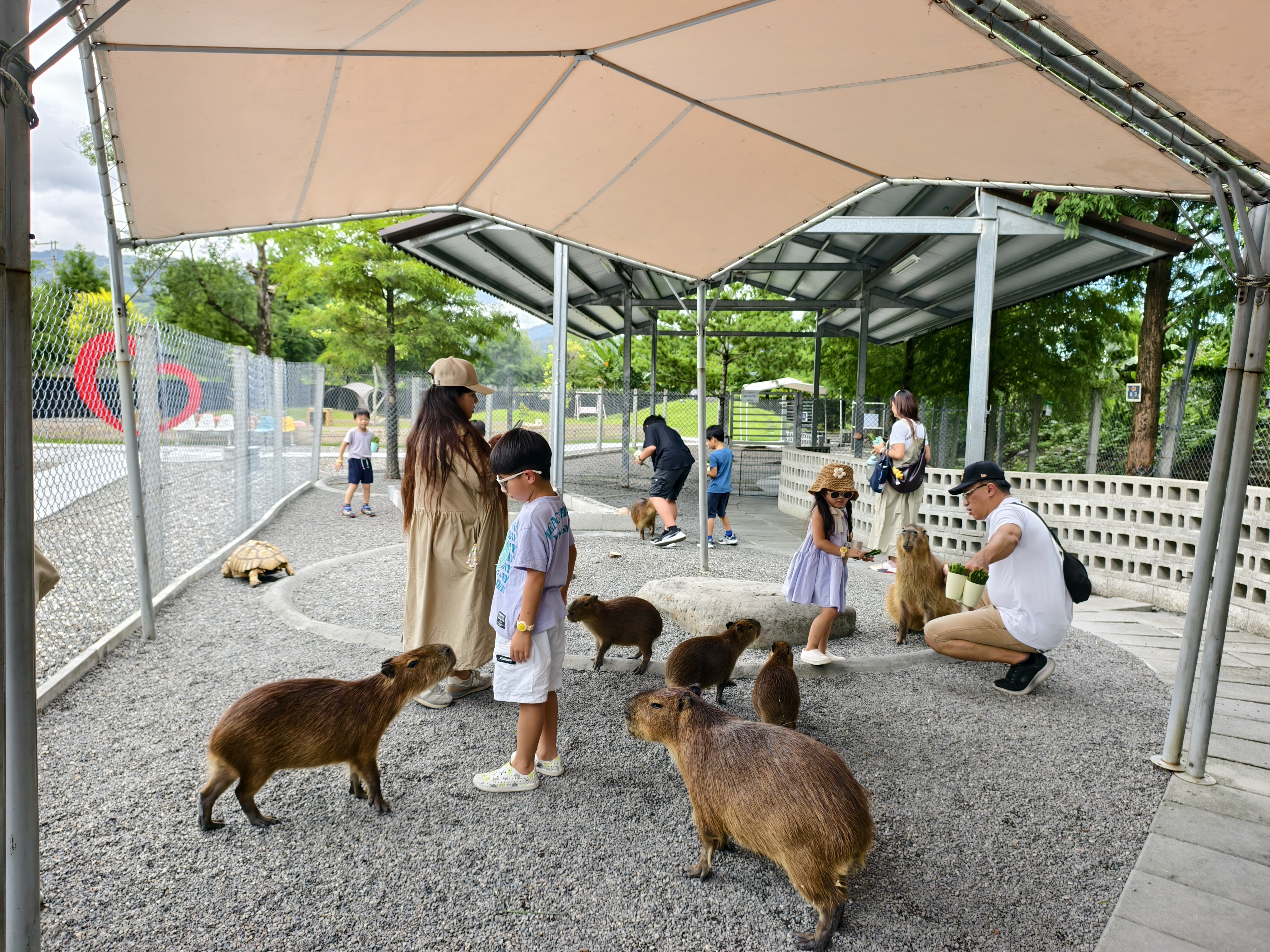 【宜蘭親子景點】鹿爺爺農場|零距離餵小鹿、水豚、狐獴!小孩放 【宜蘭親子景點】鹿爺爺農場|零距離餵小鹿、水豚、狐獴!小孩放