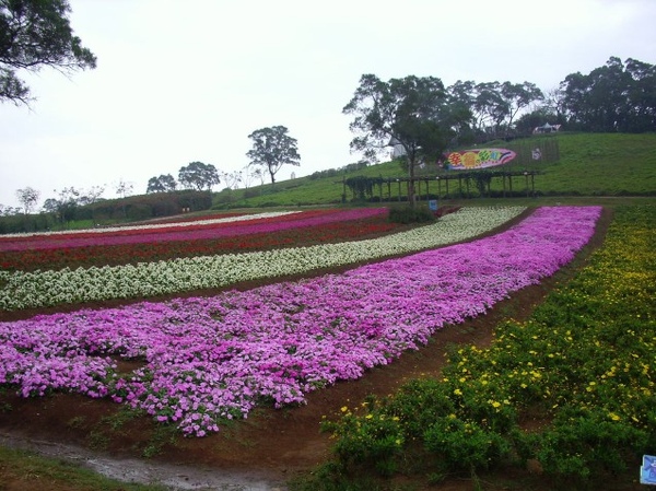 花海~~裡面最大片ㄉ花海.jpg