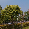 2015，民權公園某棵樹.