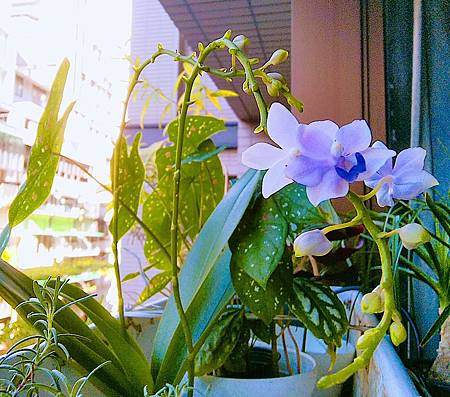 朵麗蝶 紫式部 一種不怕高溫 夏天瘋長的蘭花 擁抱花卷 痞客邦