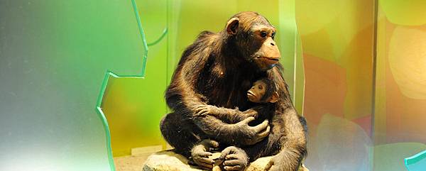 【大地瑰寶】台中科博館最新開幕的長設展廳。6歲以下免費。全台