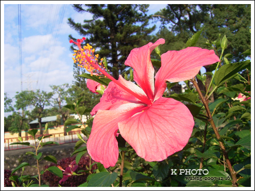 扶桑花