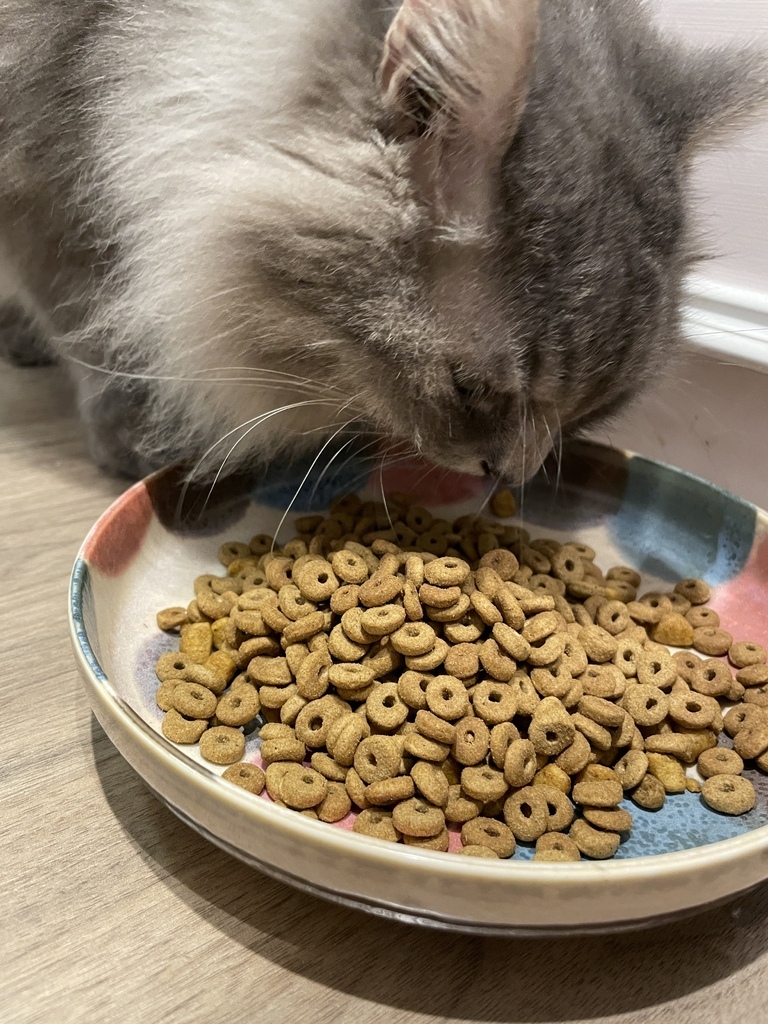 *開箱* 法國皇家ROYAL CANIN 貓飼料保健家 體重 *開箱* 法國皇家ROYAL CANIN 貓飼料保健家 體重