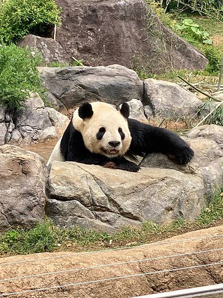 親子旅遊|日本東京親子自由行，上野動物園參觀心得，園區乾淨整潔離動物超近，必看熊貓、北極熊，日本東京親子景點推薦