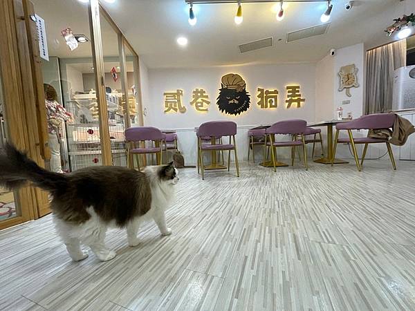 【桃園中壢】2022二訪 貳巷貓弄Catfeine 萌貓新增 【桃園中壢】2022二訪 貳巷貓弄Catfeine 萌貓新增