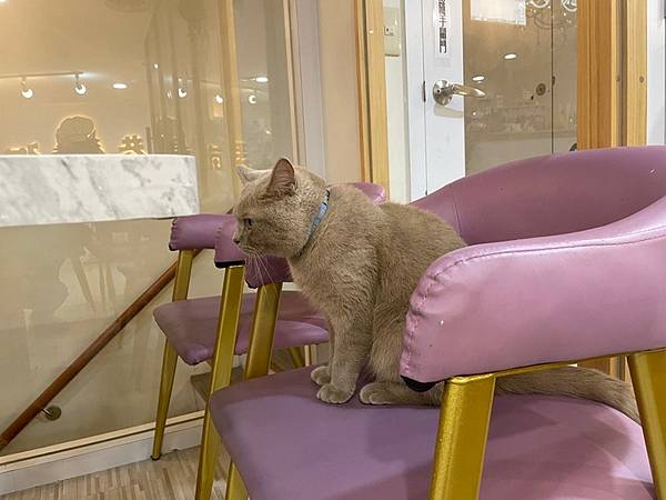 【桃園中壢】2022二訪 貳巷貓弄Catfeine 萌貓新增 【桃園中壢】2022二訪 貳巷貓弄Catfeine 萌貓新增