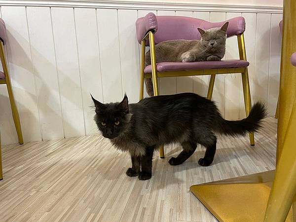 緬因葉曲 緬因葉曲