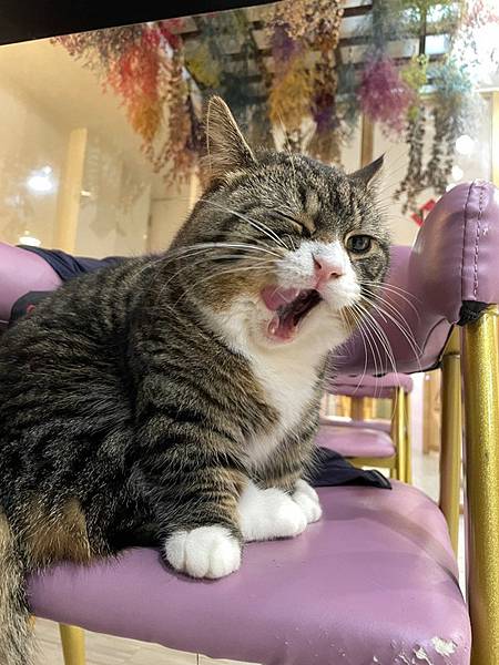 可愛的Kiki 可愛的Kiki