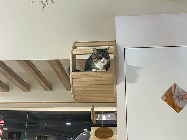 【桃園中壢】2022二訪 貳巷貓弄Catfeine 萌貓新增 【桃園中壢】2022二訪 貳巷貓弄Catfeine 萌貓新增